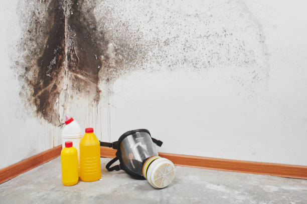 Best Mold Testing and Removal  in Pleasant Hill, CA