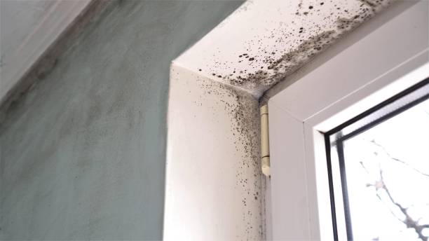 Best Emergency Mold Removal  in Pleasant Hill, CA
