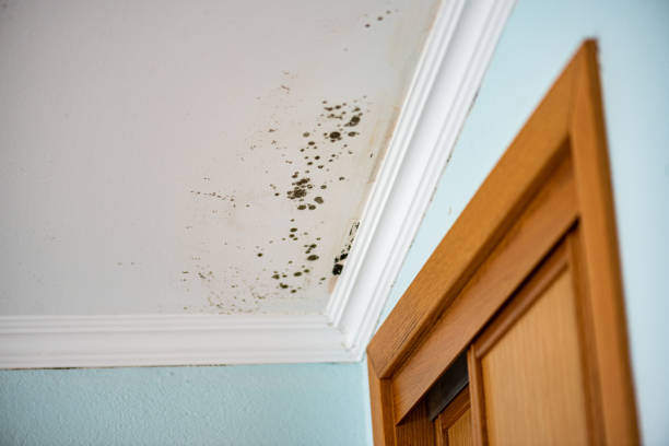 Best Certified Mold Removal  in Pleasant Hill, CA