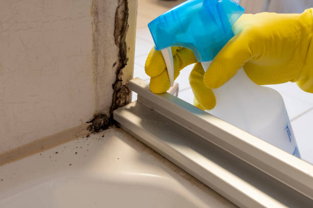 Professional Mold Removal in Pleasant Hill, CA