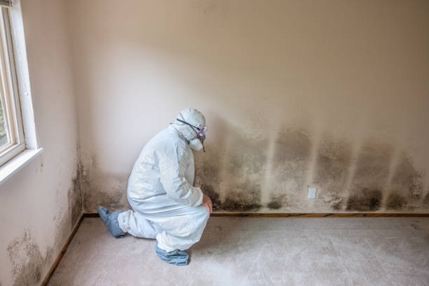 Best Emergency Mold Removal  in Pleasant Hill, CA