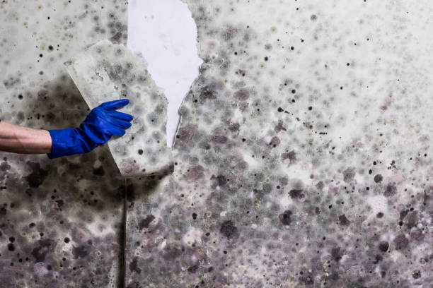 Best Attic Mold Removal  in Pleasant Hill, CA