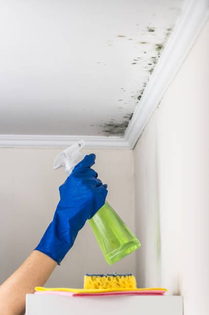 Best Mold Removal Company Near Me  in Pleasant Hill, CA