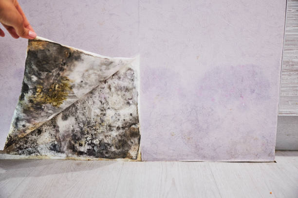 Best Affordable Mold Removal  in Pleasant Hill, CA